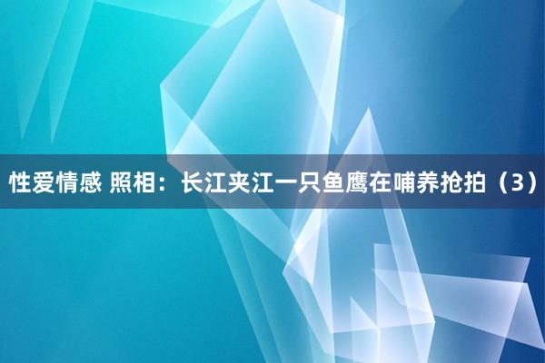 性爱情感 照相：长江夹江一只鱼鹰在哺养抢拍（3）